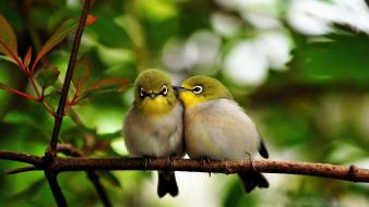 Japanese white-eye affection birds branches nature wallpaper
