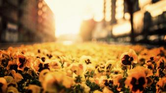 Poland poznan blurred background depth of field flowers wallpaper