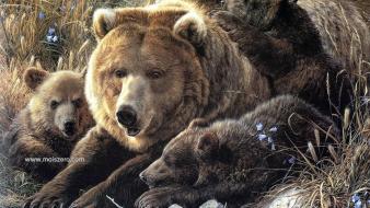 Resolution bears vista wall wallpaper