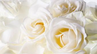 White rose flower wallpaper