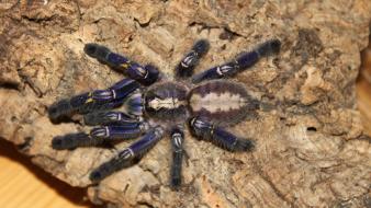 Animals arachnids spiders tarantula wallpaper