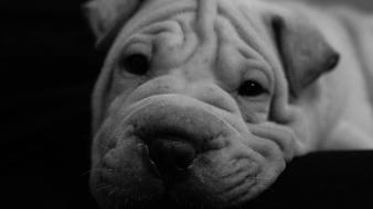 Animals black and white dogs pets puppies wallpaper