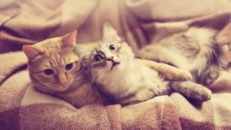 Animals blanket cats wallpaper