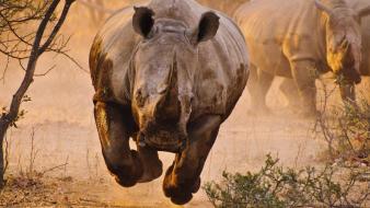 Animals rhinoceros wallpaper
