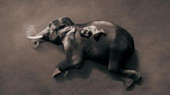 Ashes and snow gregory colbert animals wallpaper