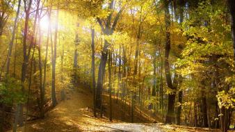 Autumn forests nature outdoors trees wallpaper