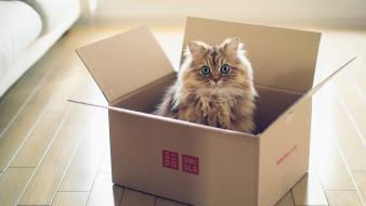 Boxes cats wallpaper