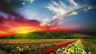 Colors fields flowers hills landscapes wallpaper