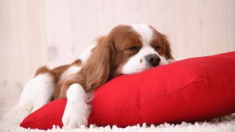 Cute puppies sleeping wallpaper