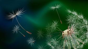 Dandelion flower background