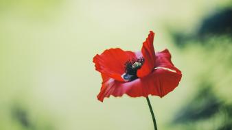 Depth of field flowers nature plants red wallpaper