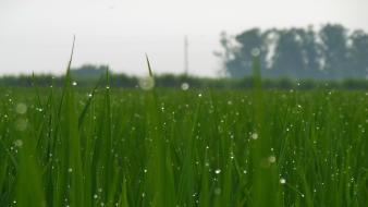 Dew green field nature rice wallpaper