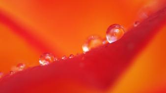 Flowers nature rain drops wallpaper