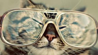 Funny cats wallpaper