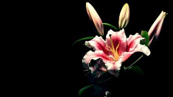 Lily flowers black backgrond wallpaper