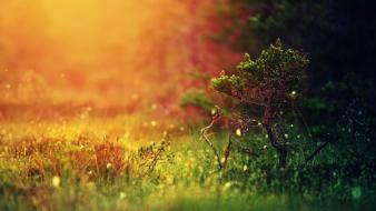 Mystical sunshine nature wallpaper