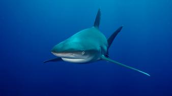 Sharks wallpaper