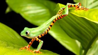 Amphibians animals frogs wallpaper