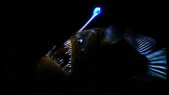 Angler fish wallpaper