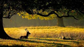 Animal nature pictures wallpaper
