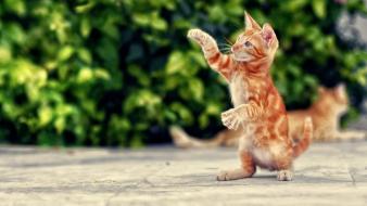 Animals brown cats ground standing wallpaper