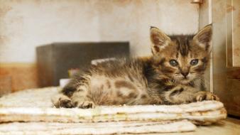 Animals cats vintage wallpaper