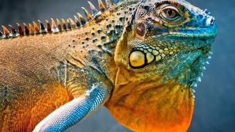 Animals lizards reptiles wallpaper