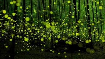 Asia japan fireflies forests nature wallpaper