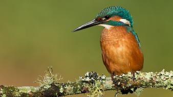 Birds blurred background branches kingfisher nature wallpaper