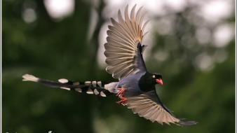 Birds flying nature wallpaper