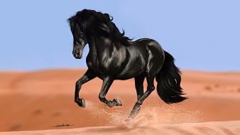 Black horse wallpaper
