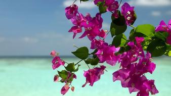 Bougainvillea flowers wallpaper