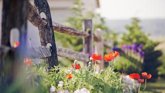 Buds depth of field fences flowers nature wallpaper