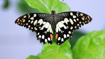 Butterflies insects nature wallpaper