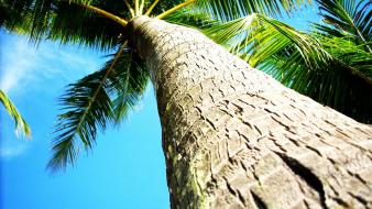Coconut tree background wallpaper