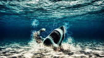Creative digital art fantasy sharks strange wallpaper