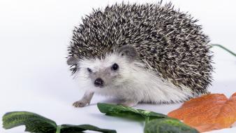 Cute hedgehog wallpaper