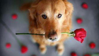 Dogs flowers wallpaper