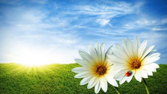 Free download s wallpaper
