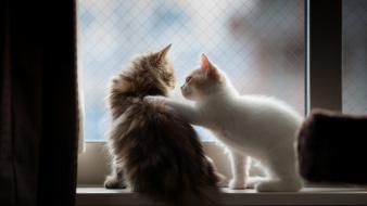 Funny kittens photos wallpaper