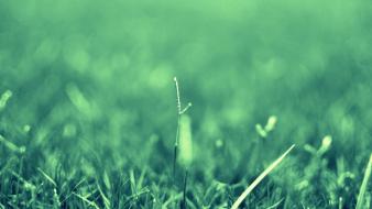 Grass macro photography wallpaper