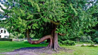 Ireland green landscapes nature trees wallpaper