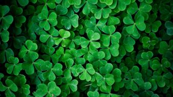 Leaves background wallpaper