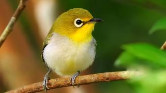 Little bird on branch wallpaper