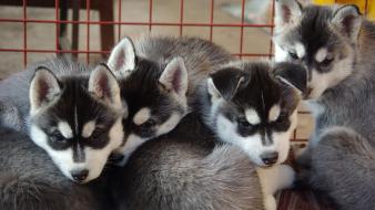 Pomsky puppies wallpaper