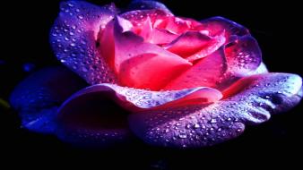 Purple rose flower wallpaper