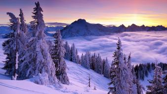 Purple sunset winter wallpaper