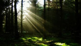 Rainforest background wallpaper