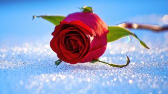 Red rose photos wallpaper