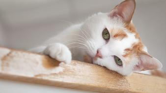 Sad cat pictures wallpaper
